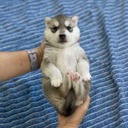 Glitter - Gray and white female Siberian Husky puppy in North Miami, Florida from Kardrovi Siberians