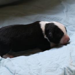 Boy 2 - Black tri male Miniature American Shepherd puppy in Tiskilwa, Illinois from First Harmony Farms