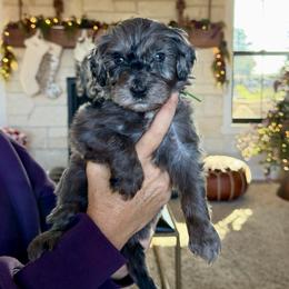 Archie - Merle male Bernedoodle puppy in Yuba City, California from Ranch House Doodles