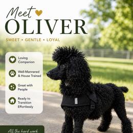 Oliver - Black male Poodle puppy in Chattanooga, Tennessee from Joy-Fur Puppies
