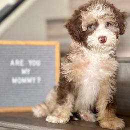 Spanky - Chocolate merle male Bernedoodle puppy in Gilbert, Arizona from Safe Havynn Doodles