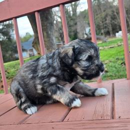 Millie - Salt and pepper female Miniature Schnauzer puppy in Hickory, North Carolina from Selene's Schnauzers
