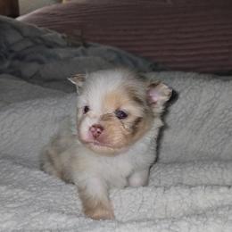 Pearl - Chocolate merle female Pomeranian puppy in Angleton, Texas from Pomeranian Palace, LLC