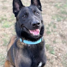 Vidarr - Mahogany male Belgian Malinois puppy in Trenton, Georgia from Laeknir K9
