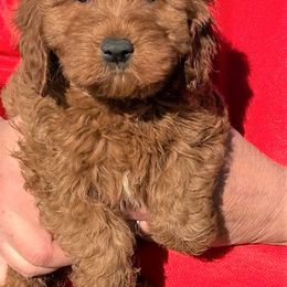 "Sparkler, female, available 6-30-22" Goldendoodle Puppies from OnlyGoldendoodles