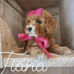 Cavapoo and Poodle Puppies from Premier Paws