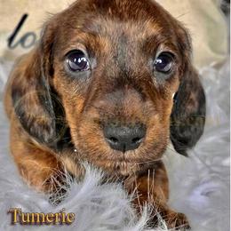 Tumeric - Brindle male Dachshund puppy in Cave Junction, Oregon from Rockindachs