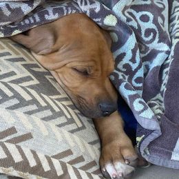 Rhodesian Ridgeback Puppies from Aziza Ridgebacks