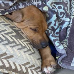 Rhodesian Ridgeback Puppies from Aziza Ridgebacks