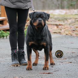Fancy - Rottweiler