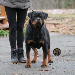 Fancy - Rottweiler