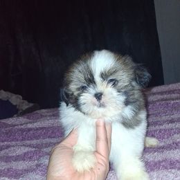 Boy 2 - Black gold and white male Shih Tzu puppy in Birmingham, Alabama from K&D kennels