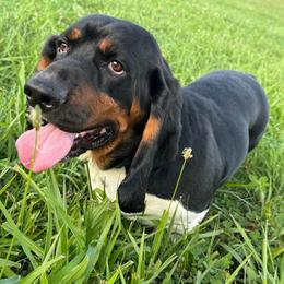 Snoop Dogg - Black tan and white male Basset Hound puppy in Richmond, Kentucky from Walters Hollow Hounds
