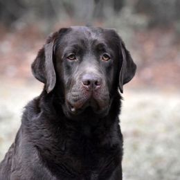 Echo - Labrador Retriever
