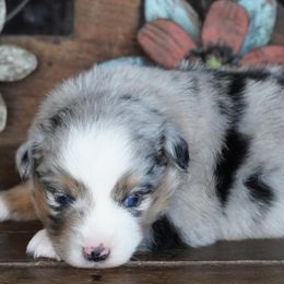 Girl 2 - female Miniature Australian Shepherd puppy in Lawton, Oklahoma from Lindsey’s Aussies