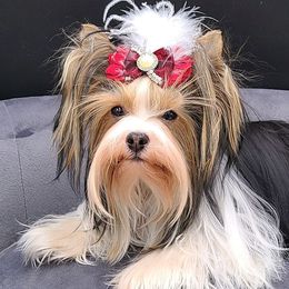 Yorkshire Terriers from Yogo Yorkies of Montana