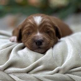 Oleander - Red  male Goldendoodle puppy in Queen Creek, Arizona from Goldendoodle AZ