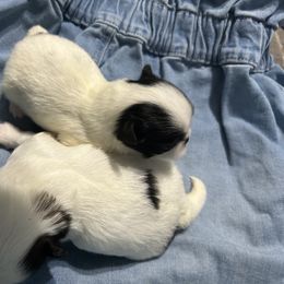 Princess - Sable and white female Japanese Chin puppy in Connecticut from Lissette's pups chins and bullies