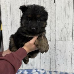 Trixie dark purple - Black and red female German Shepherd puppy in Herrick, South Dakota from Dakota Shepherds Kennels