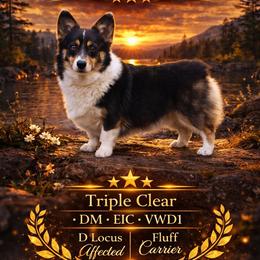 Elly - Pembroke Welsh Corgi