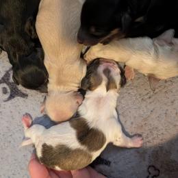 Miles - Piebald male Dachshund puppy in Annandale, Minnesota from Weiners on a Hill
