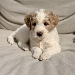 Girl 3 - female Goldendoodle puppy in Silverdale, Washington from King Family Doodles