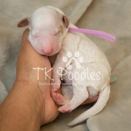 Shortcake - Parti female Poodle puppy in Belleville, New Jersey from TK Poodles