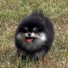 Female - Black and tan female Pomeranian puppy in Fayetteville, North Carolina from Tar-heel Poms