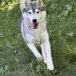 Sunny - Siberian Husky