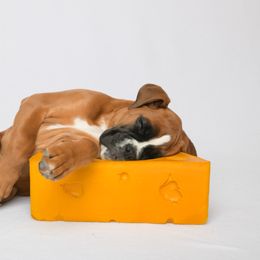 Boxer Puppies from Arktis Boxers