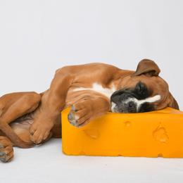 Boxer Puppies from Arktis Boxers