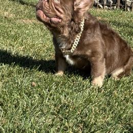 French Bulldog Puppies from Frenchie Envy Puppies
