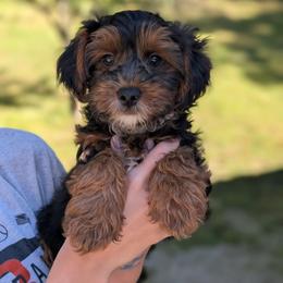 Monday - Black and tan male Yorkipoo puppy in Coshocton, Ohio from Forever Family Puppies