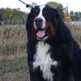 Thor - Bernese Mountain Dog