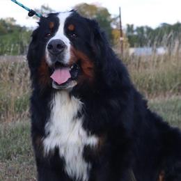 Thor - Bernese Mountain Dog