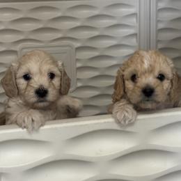 Cavapoo puppies from Min’s Cava-Cuties