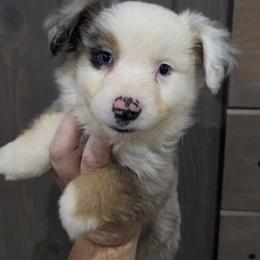 Julio - Blue merle male Miniature American Shepherd puppy in Delta, Ohio from Sunrise Miniature American Shepherds