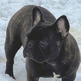 Ike - French Bulldog