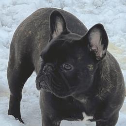 Ike - French Bulldog