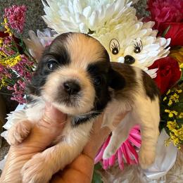 B - Tricolor female Shih Tzu puppy in Long Beach, California from Prieto Shih-Tzu's