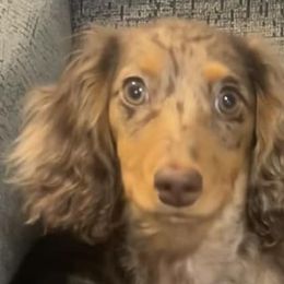 Dachshunds from Mammoth Cave Dachshunds