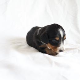 Bear - Piebald male Dachshund puppy in Fredericksburg, Ohio from William's Dachshunds