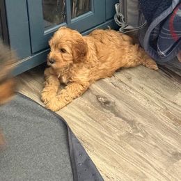 Cavapoo Puppies from AZ Cavapoos