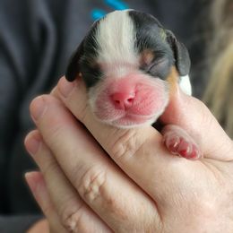 Cousin Eddie - Tri-color male Cavalier King Charles Spaniel puppy in Waterloo, Iowa from Muddy Paws Cavaliers