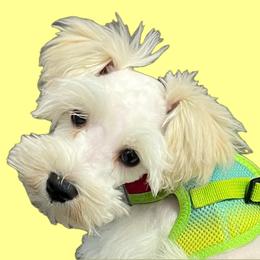 Stevie (red collar) - White male Miniature Schnauzer puppy in Port Orchard, Washington from Silver Bells Miniature Schnauzers
