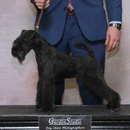 Lillith - Lakeland Terrier