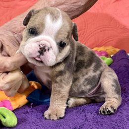 Louie - Blue tri-color male Bulldog puppy in Temple Terrace, Florida from Heavensent Bulldogs