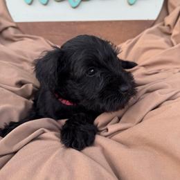 Pink collar - Black female Miniature Schnauzer puppy in Smyrna, Tennessee from Moore's Miniature Schnauzers