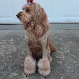 Goldendoodle All Grown Up from Gracefully Doodled