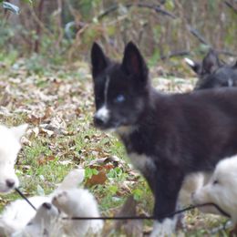 Siberian Husky Puppies from Dreamers Mile